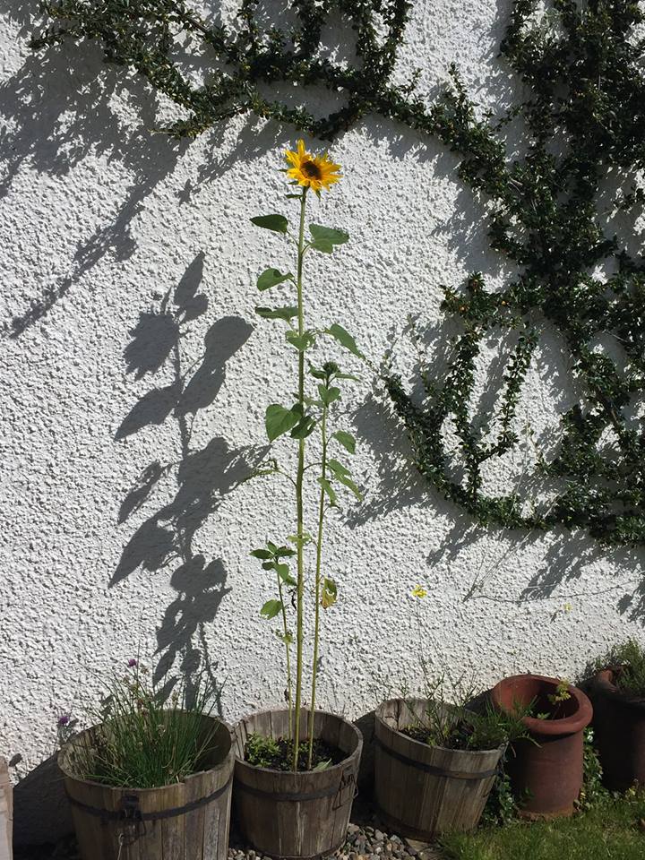  - As we moved into August, we did a bit of a roll call. We learned that our sunflowers were still going strong as far North as Edinburgh (pictured here) and as far South as Jersey.