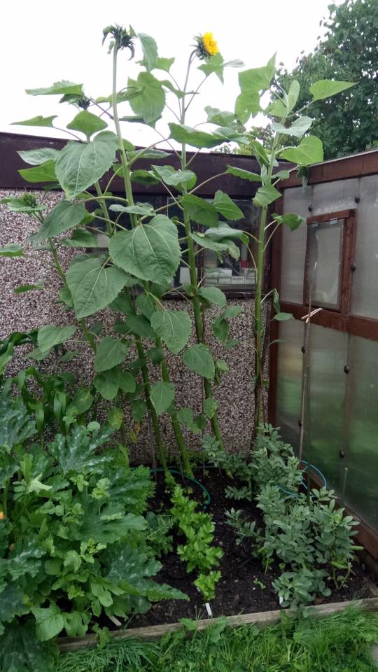  - Tom in Leeds was successful in growing 5 whoppers from just five seeds...