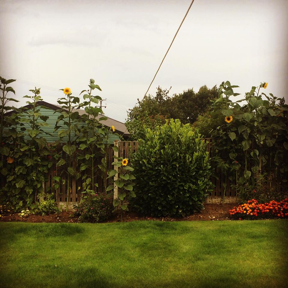  - As we reached the half-way point in August, the sunflower on the far left of this photo took the lead in our 'Tallest Flower' competition. It measured a whopping 345cm (11'4') and was grown near Scunthorpe.
