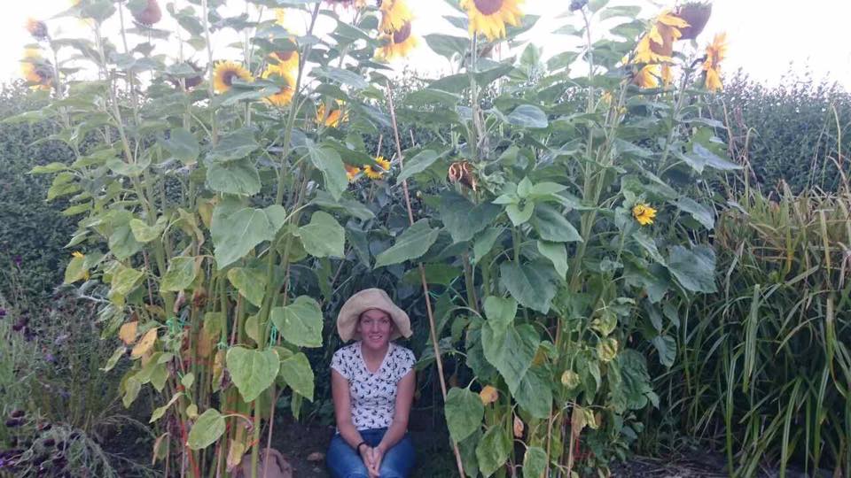  - Dawn's ring of fire in Wrexham became what she had intended all along: a sunflower house...