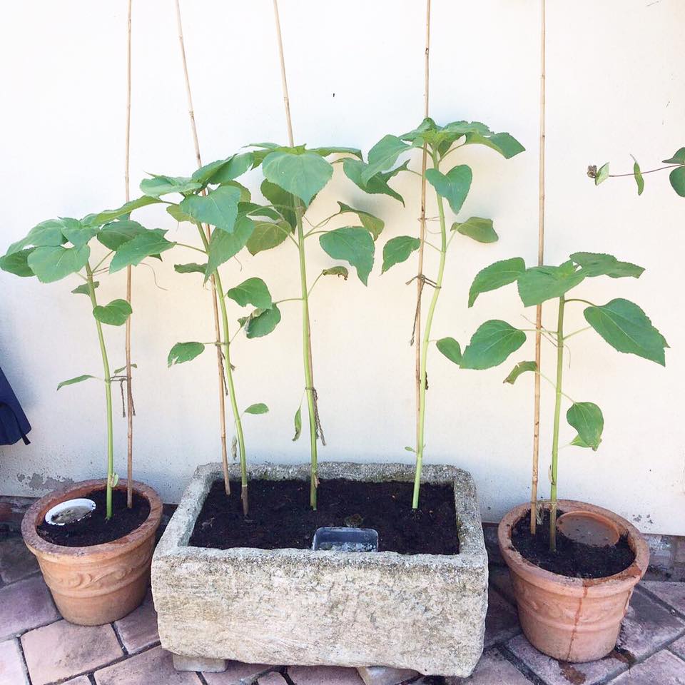  - ...and in this family of 5 in Ashwell, the parents weren't even allocated sunflowers. The three in the middle belong to triplets, while the two in the pots at either side are being grown in honour of two imaginary future pets!