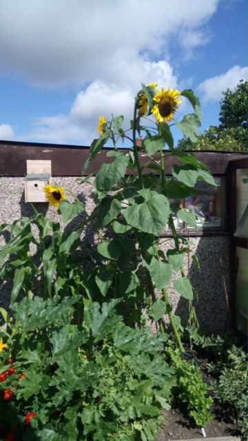  - ...the other four are all strong contenders for our Tallest Flower competition!